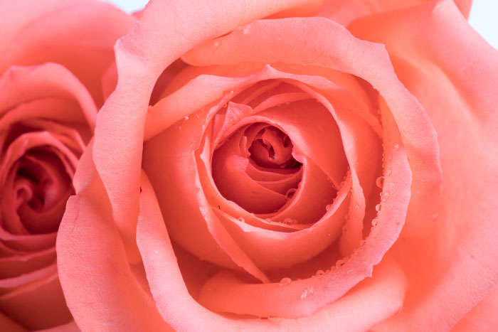 粉色玫瑰