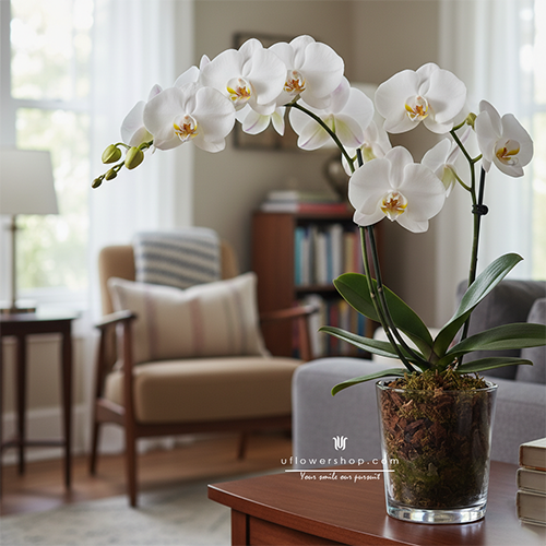 Indoor orchid care tips