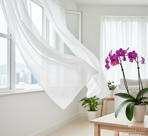 Indoor orchid care—ventilation