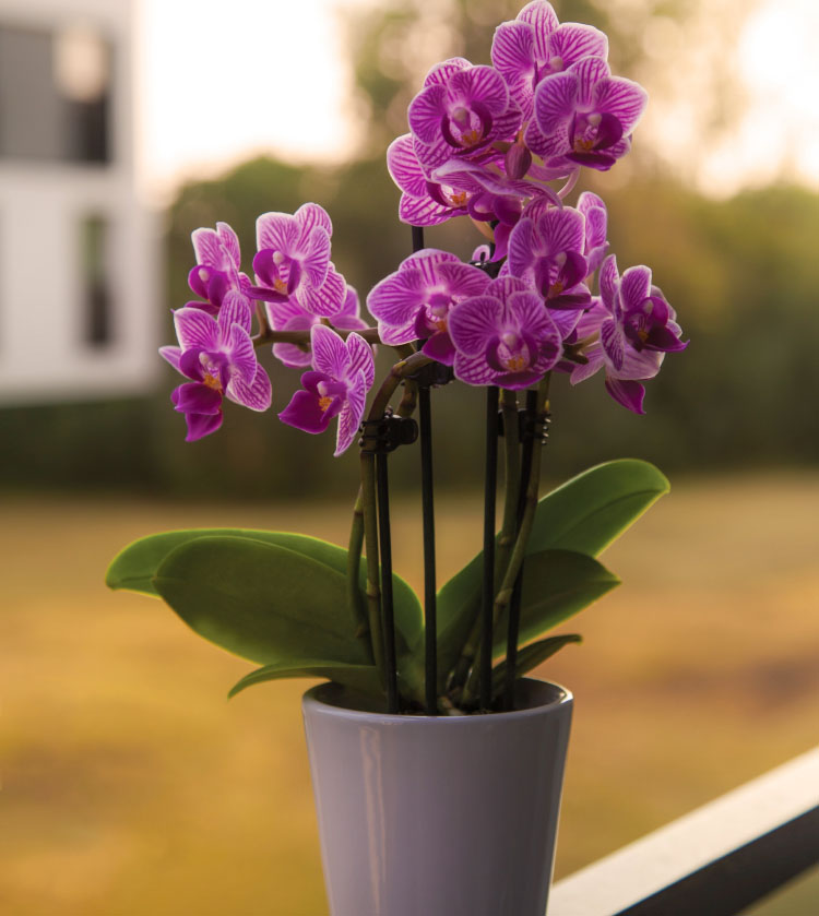 How to take care of orchids