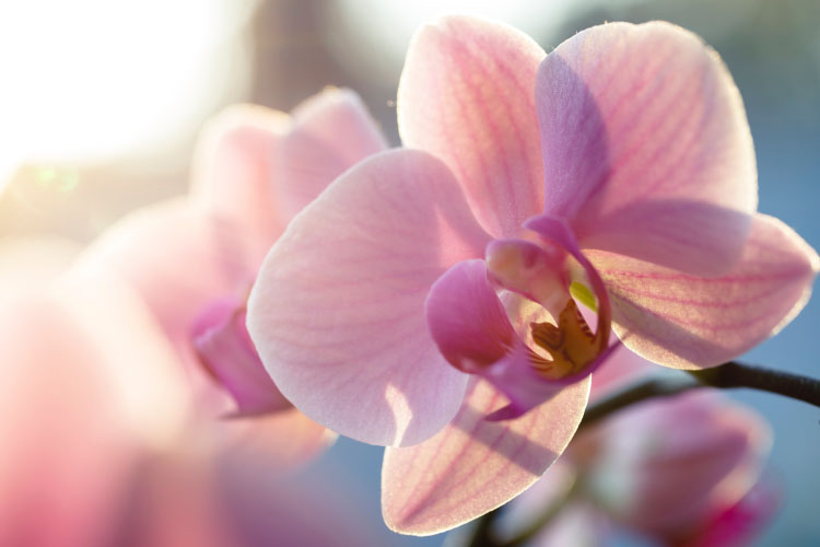 蘭花盆栽怎麼照顧花期壽命才更長