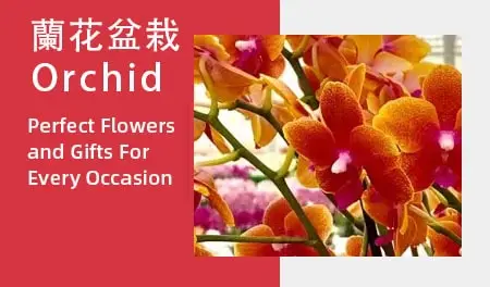 Orchid pot plant