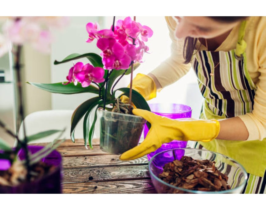 How to take care of orchids in pots